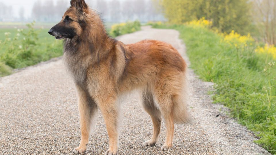 Belgian Shepherd Dog (Tervueren)